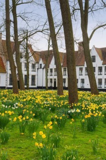 The Beguinage, Benelux, city, city trip, garden, flowers, yellow, religious, religion, West