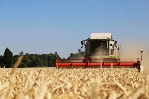 Harvesting grain with a combine harvester in a field near Ludwigshafen