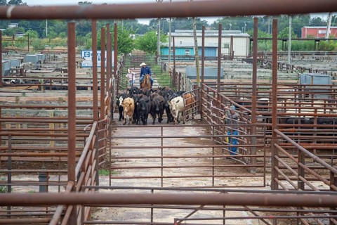 Oklahoma City, Oklahoma, Cattle are herded towards tue auction building at the Oklahoma National