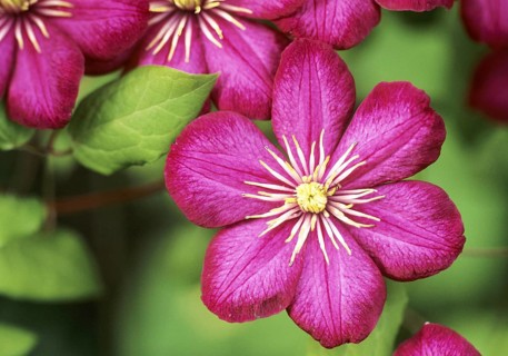 Plants, flowers, garden plants, clematis, clematis, clematis hybride, blossom, bloom, close-up,