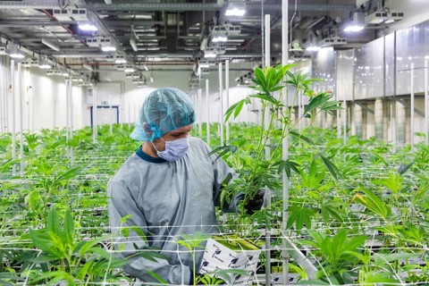 DEU/Saxony/Ebersbach The Saxon cannabis producer Demecan is now the first German company to be