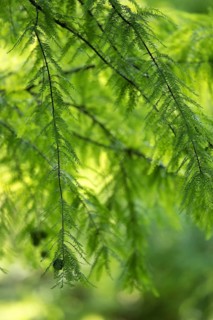 Bald cypress (Taxodium distichum), swamp disc, backlit, hanging branches with cones, tree trunks
