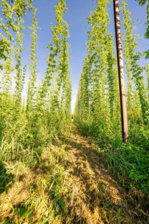 A path between tall, symmetrical rows of plants under a bright blue sky, Hopfengarten, Hochdorf,