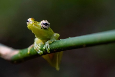 Glass frog (Centrolenidae) sitting on a stem, Heredia province, Costa Rica, Central America