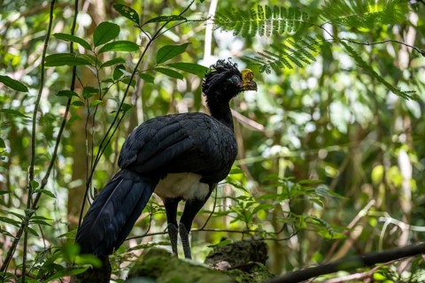 Tuberkehlhokko (Crax rubra), adult male, in the tropical rainforest, Corcovado National Park, Osa,