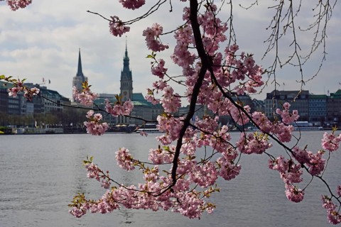 Europe, Germany, Hamburg, City, Inner Alster Lake, Tree blossom, View to the city hall, Japanese