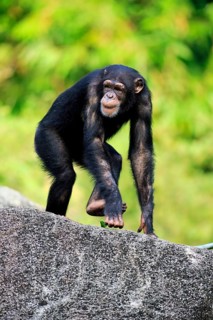 Chimpanzee (Pan troglodytes troglodytes), subadult, half-grown, imposing behaviour