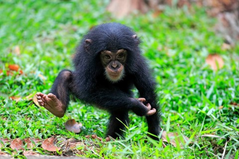 Chimpanzee (Pan troglodytes troglodytes), young animal