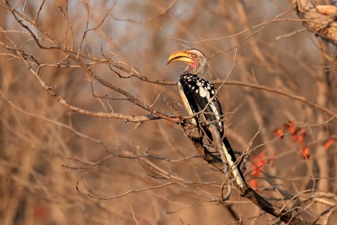 Southern Yellow-billed Hornbill, Red-ringed Hornbill (Tockus leucomelas), adult, on wait, Kruger