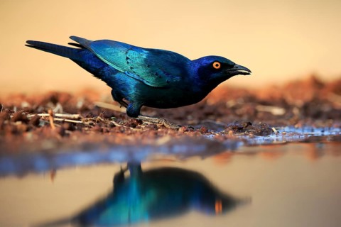 Red-shouldered Glossy Starling (Lamprotornis nitens), adult, at the water, drinking, Kruger