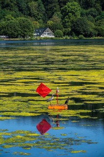 Buoy on the regatta course on Lake Baldeney, cormorant and heron hang out, the area is colonised by
