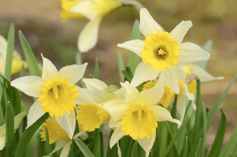 Wild daffodil (Narcissus pseudonarcissus), flowers, ornamental plant, North Rhine-Westphalia,