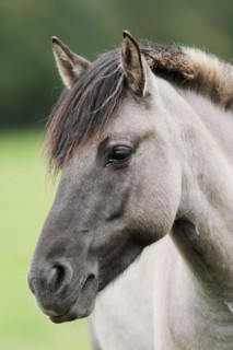 Dülmen wild horse, portrait, Merfelder Bruch, Dülmen, North Rhine-Westphalia, Germany, Europe