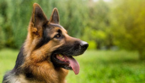 Pets, Dog, German Shepherd, AI-generated, AI generated
