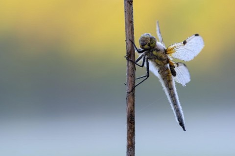 Four-spotted chaser (Libellula quadrimaculata), resting, in a meadow, with dewdrops, morning,