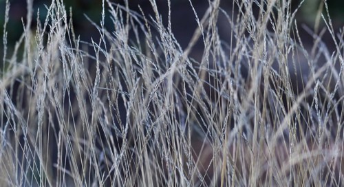 Abstract autumn silver and gray floral texture