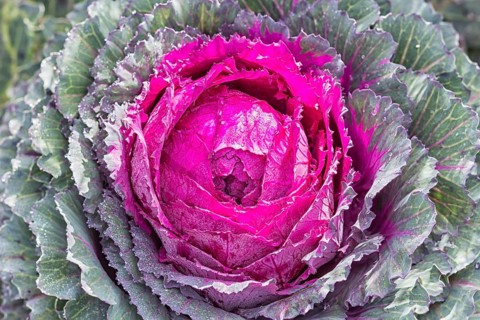 Decorative purple and green cabbage with water droplets