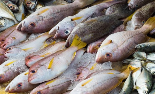 Various kind of fish on the ice in the market