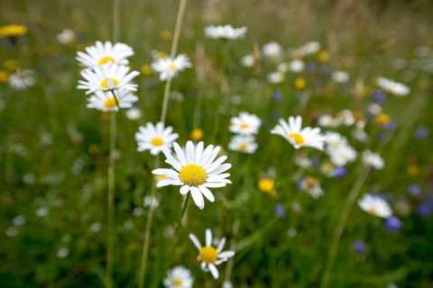 Flowering marguerites (Leucanthemum) and grasses in a wild, natural flower meadow, Germany, Europe