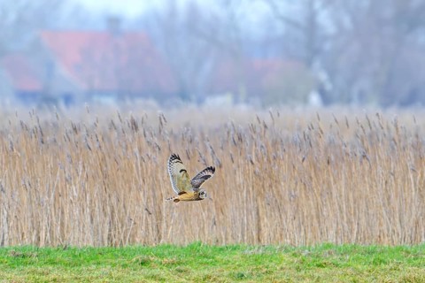 Short-eared owl (Asio flammeus) flying past reed bed in front of farm on a misty evening in winter,