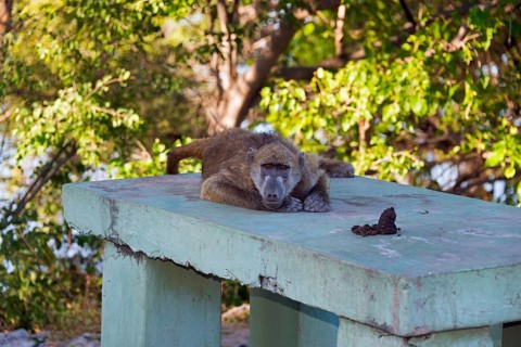 A baboon rests thoughtfully on a concrete slab with a view of the greenery, chacma baboon (Papio