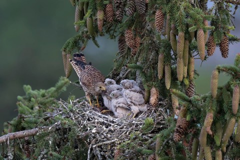 Common kestrel (Falco tinnunculus) at the nest with young birds, Daun, Eifel, Rhineland-Palatinate,
