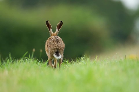 Brown hare (Lepus europaeus) adult animal running away in a farmland grass field in the summer,