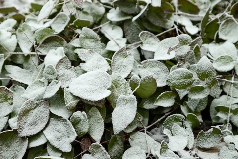 Barrenwort leaves covered with hoarfrost. Abstract floral background, garden and winter concept.