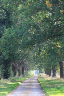 Avenue of oak trees narrow country road, Methersgate Drive, Sutton, Suffolk, England, UK