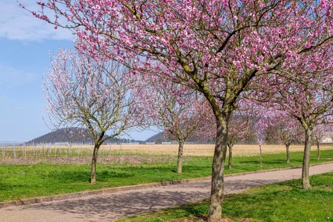 Almond tree blossom (Prunus dulcis), Siebeldingen, German Southern Wine Route, Southern Palatinate,