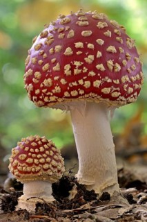 Fly agarics (Amanita muscaria), small and large fruiting body, North Rhine-Westphalia, Germany,
