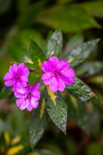 Pink flower, busy Lizzie (Impatiens walleriana), Alajuela province, Costa Rica, Central America