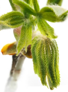 Chestnut, common horse-chestnut (Aesculus hippocastanum), young leaves, macro photograph