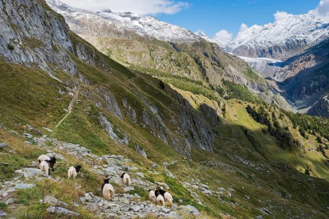 Hiking trail with herd of goats, hiking, hiking trail, tourism, mountain hike, Aletsch Arena,