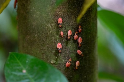Nymphs of a common fire bug (Pyrrhocoris apterus) on a tree trunk, Carara National Park, Tarcoles,
