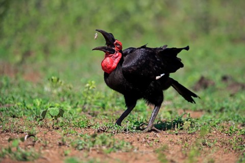 Red-faced hornbill, Southern ground hornbill, Kaffir hornbill (Bucorvus leadbeateri), adult
