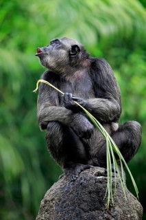 Chimpanzee (Pan troglodytes troglodytes), adult female, used, calling tool, termite mound