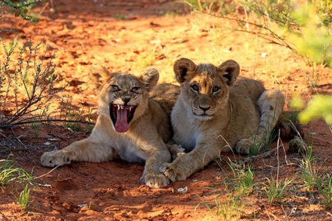 Lion (Panthera leo), two cubs, four months old, siblings, yawning, Tswalu Game Reserve, Kalahari,
