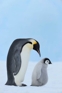 Emperor penguins, Aptenodytes forsteri, with a Chick, Snow Hill Island, Antartic Peninsula,
