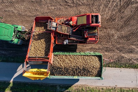 Potato harvesting, so-called split harvesting method, first the tubers are taken out of the ground