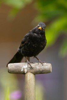 Eurasian blackbird (Turdus merula) adult male bird on a garden fork handle, Suffolk, England,