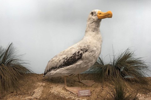 Wandering albatross (Diomedia exculans), Natural History Museum, opened 1889, Vienna, Austria,