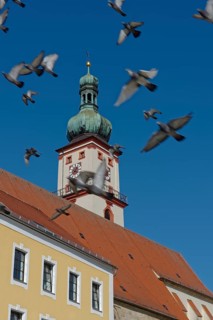 Church tower of St. Mary's parish church rises behind yellow building, surrounded by flying pigeons