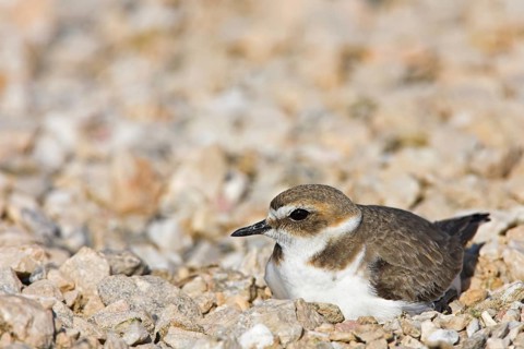 Kentish plover (Charadrius alexandrinus), Derbyshire, Lesbos Island, Greece, Europe