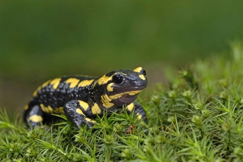 Fire salamander (Salamandra salamandra), Bavarian Forest NP, Bavaria, Federal Republic of Germany