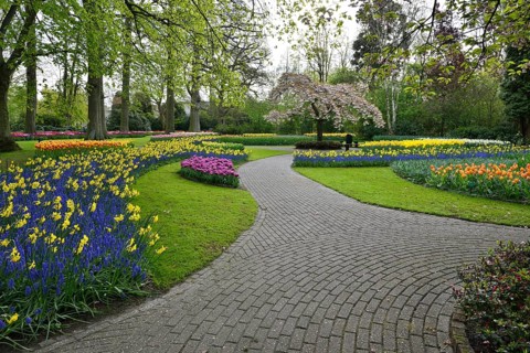 Tulips (Tulipa), daffodils (Narcissus) and grape hyacinths (Muscari) at Keukenhof, Lisse, South