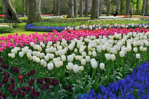 Tulips (Tulipa) and grape hyacinths (Muscari) at Keukenhof, Lisse, South Holland