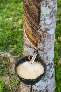 Rubber plantation, chewing gum, rubber tree, nature, plant, harvest, cultivation, extraction,