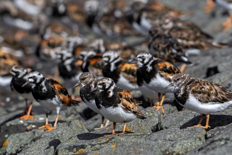 Flock of ruddy turnstones (Arenaria interpres) in breeding plumage resting on stone breakwater used