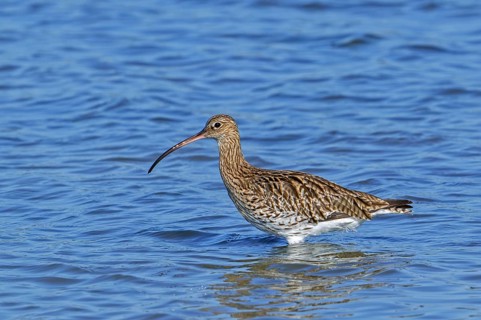 Eurasian curlew, common curlew (Numenius arquata) foraging in shallow water of pond in saltmarsh